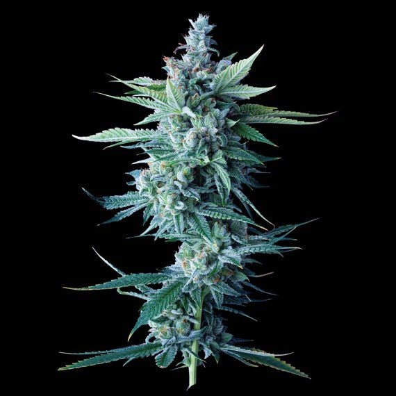DNA Genetics-Miss DNA