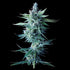 DNA Genetics-Miss DNA