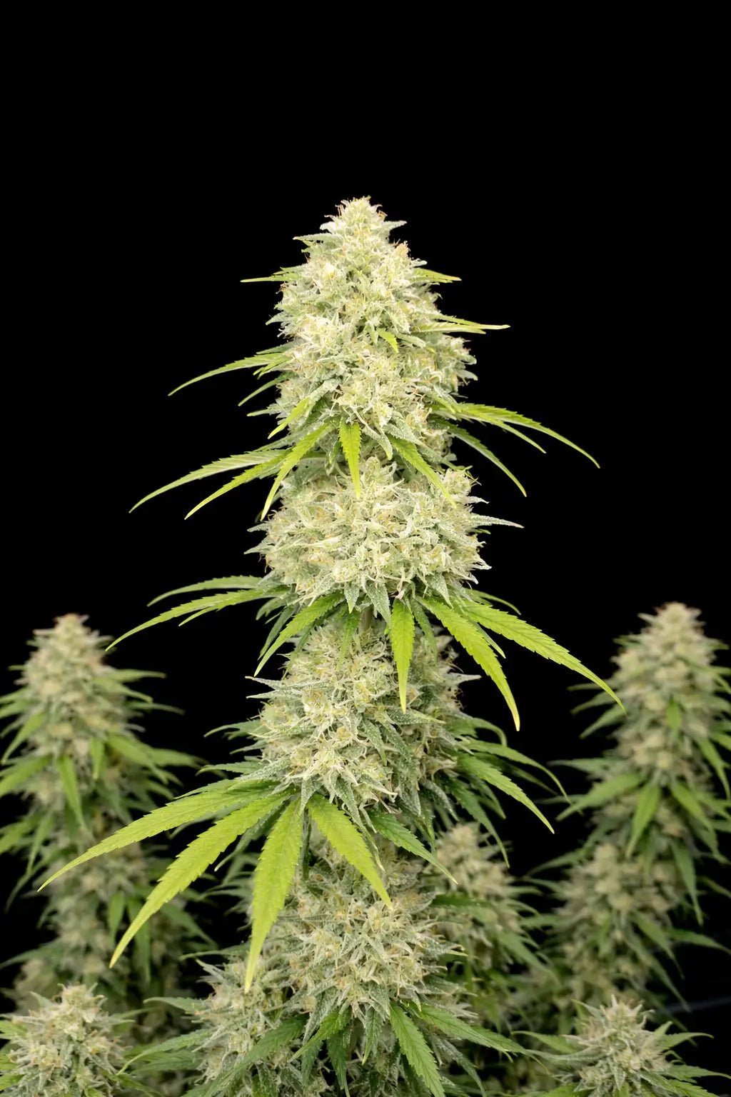 Moby Dick Auto - Cannaseuse - Curated Genetics - 42 Fast Buds