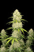 Moby Dick Auto - Cannaseuse - Curated Genetics - 42 Fast Buds