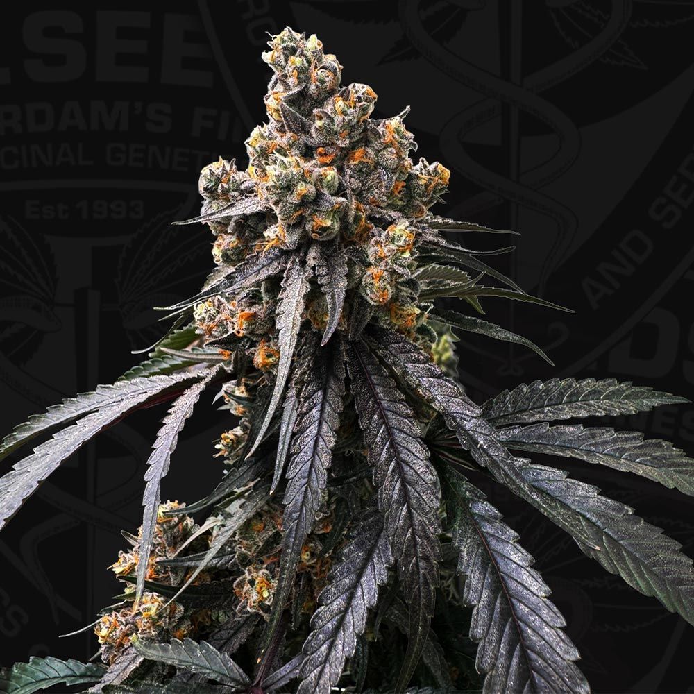 T.H.Seeds-Mona Lisa x Bubblegum