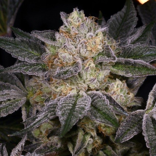Archive Seed Bank-Moon Boots