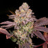 Archive Seed Bank-Moon Glow