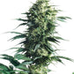 Sensi Seeds-Mother's Finest