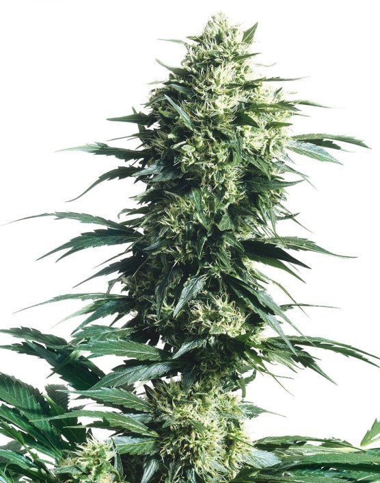 Mother's Finest