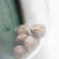 Sensi Seeds-Mr Nice G13 X Hash Plant