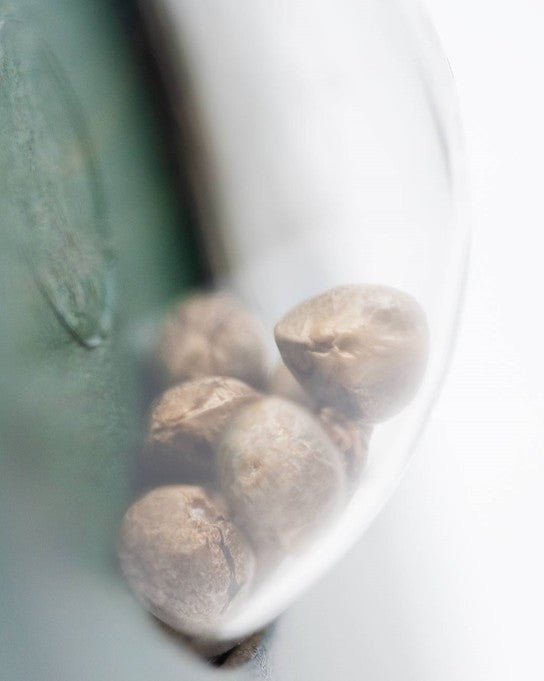 Sensi Seeds-Mr Nice G13 X Hash Plant