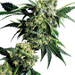 Sensi Seeds-Mr Nice G13 X Hash Plant