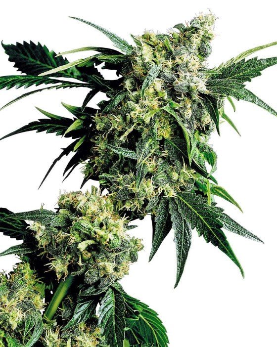 Sensi Seeds-Mr Nice G13 X Hash Plant
