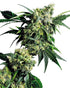 Sensi Seeds-Mr Nice G13 X Hash Plant