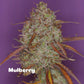 Mulberry F3