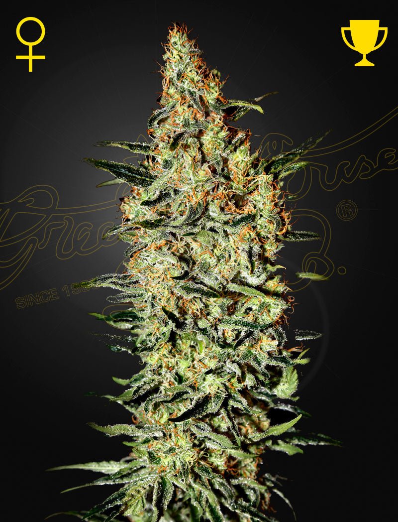 Green House Seeds-Neville's Haze