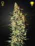 Green House Seeds-Neville&