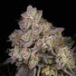 Archive Seed Bank-NFS
