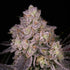 Archive Seed Bank-NFS