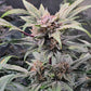 Night Owl Seeds-91 Bananas