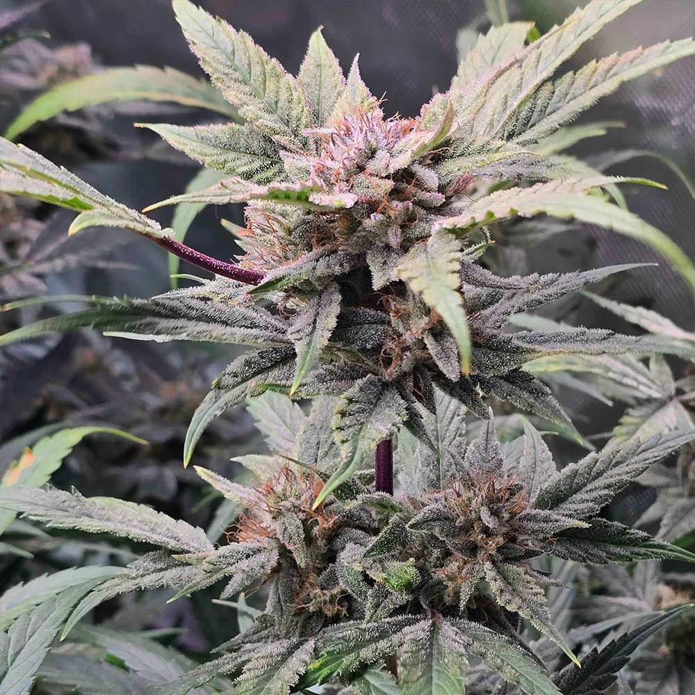 Night Owl Seeds-91 Bananas