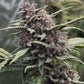 Night Owl Seeds-Crinkled Cookie F4