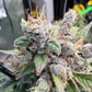 Night Owl Seeds-Deja Blue
