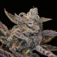 Night Owl Seeds-Disappearing Act V2