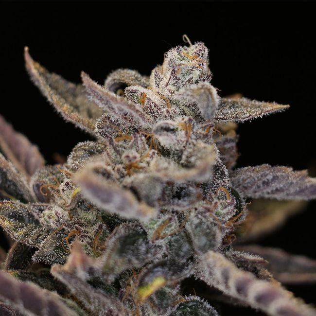 Night Owl Seeds-Disappearing Act V2