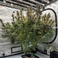 Night Owl Seeds-Grape Deebo F4