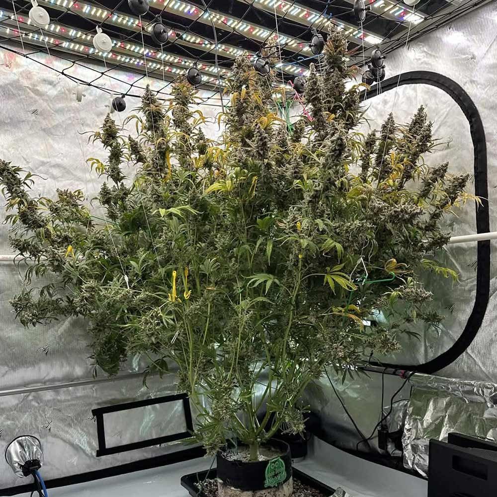 Night Owl Seeds-Grape Deebo F4