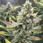 Night Owl Seeds-Grape Deebo F4