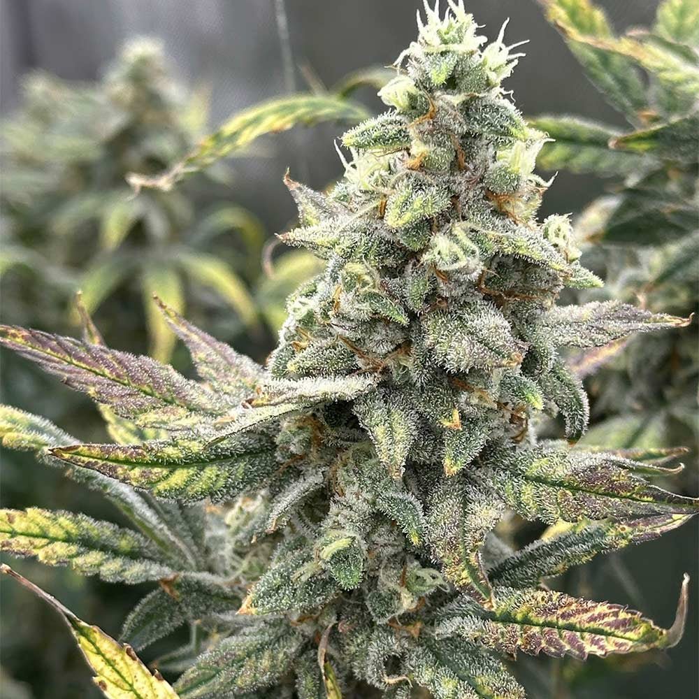 Night Owl Seeds-Grape Deebo F4