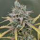 Night Owl Seeds-Harvey Wallbanger