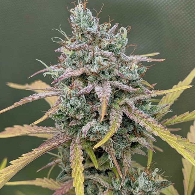 Night Owl Seeds-Harvey Wallbanger