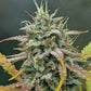Night Owl Seeds-Harvey Wallbanger