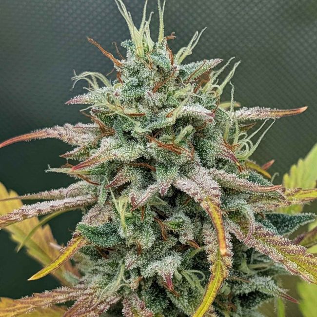 Night Owl Seeds-Harvey Wallbanger