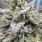 Night Owl Seeds-Magician's Alliance