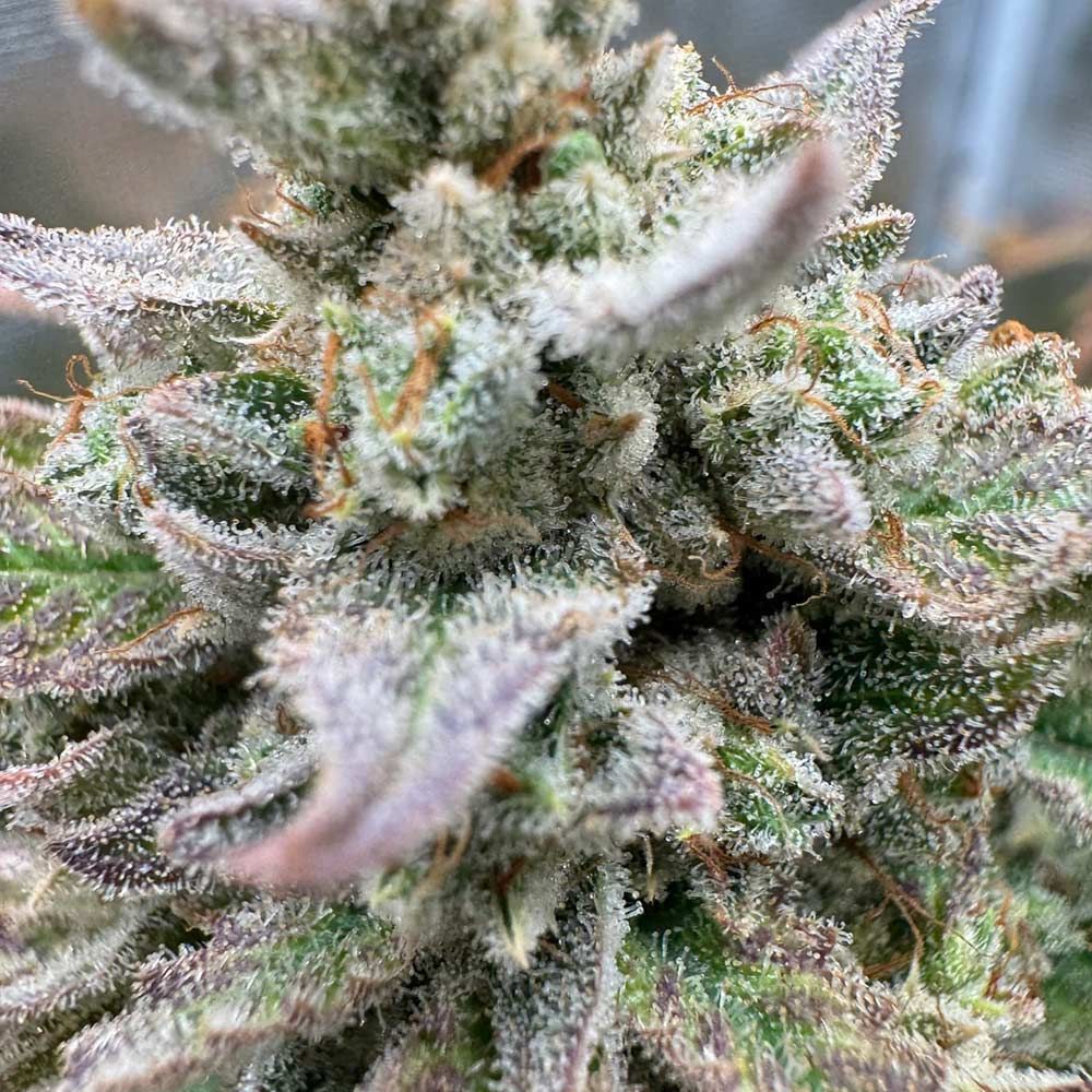Night Owl Seeds-Magician's Alliance