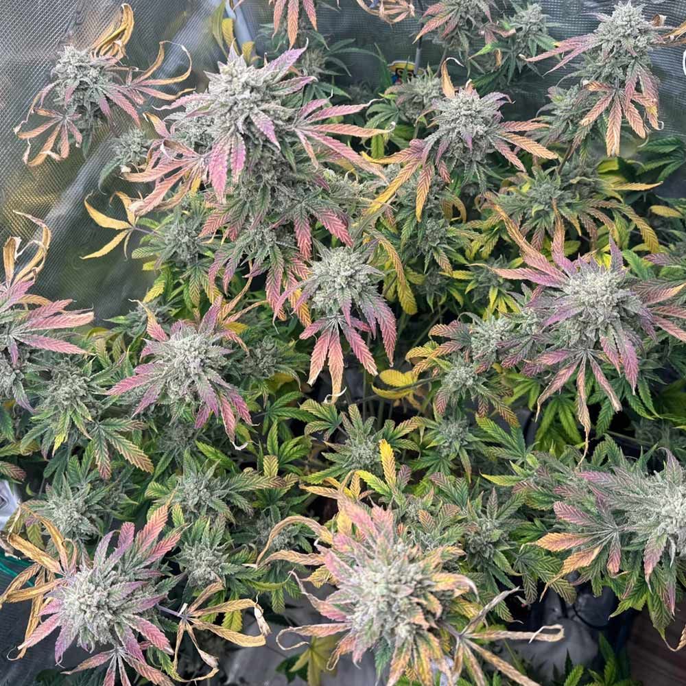 Night Owl Seeds-Magician's Alliance