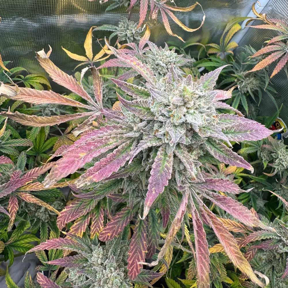 Night Owl Seeds-Magician's Alliance