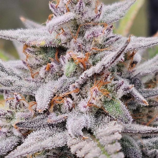 Night Owl Seeds-Mondo Smash