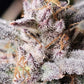 Night Owl Seeds-Mondo Smash