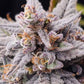 Night Owl Seeds-Mondo Smash