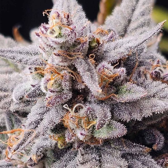 Night Owl Seeds-Mondo Smash