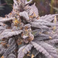Night Owl Seeds-Mondo Smash