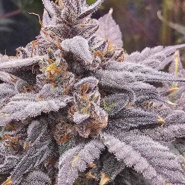 Night Owl Seeds-Mondo Smash