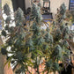 Night Owl Seeds-Mulberry F3