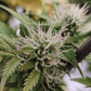 Night Owl Seeds-Sirius Blue