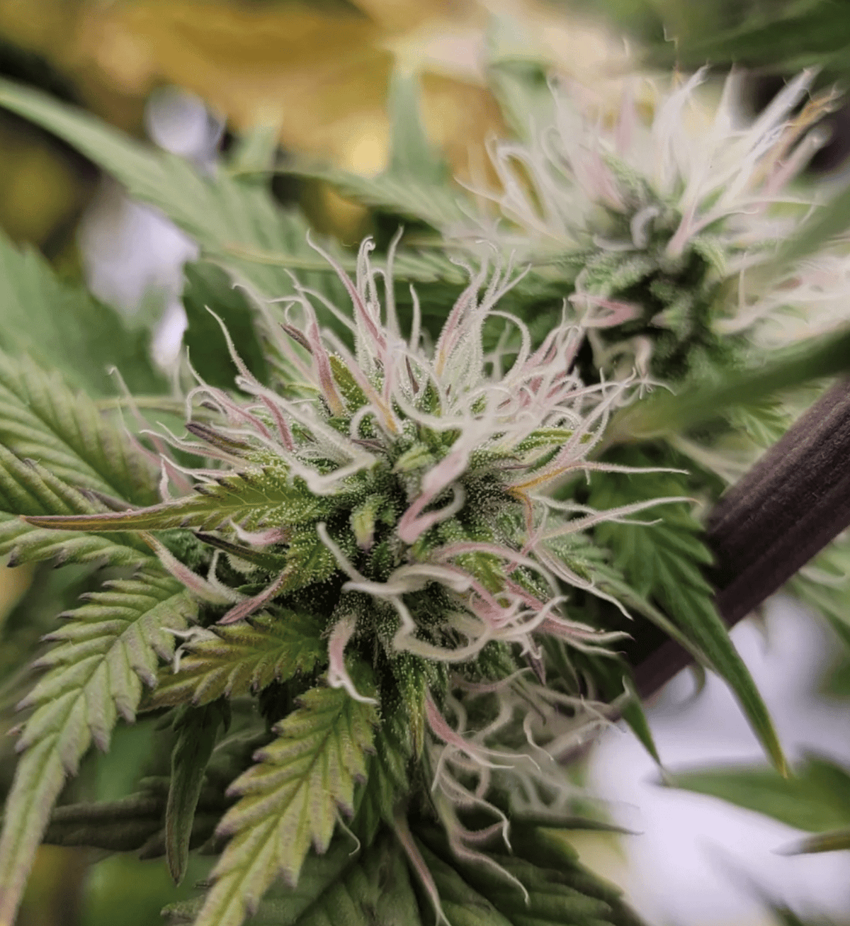 Night Owl Seeds-Sirius Blue