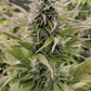 Night Owl Seeds-Sirius Blue