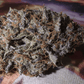 Night Owl Seeds-Sirius Blue
