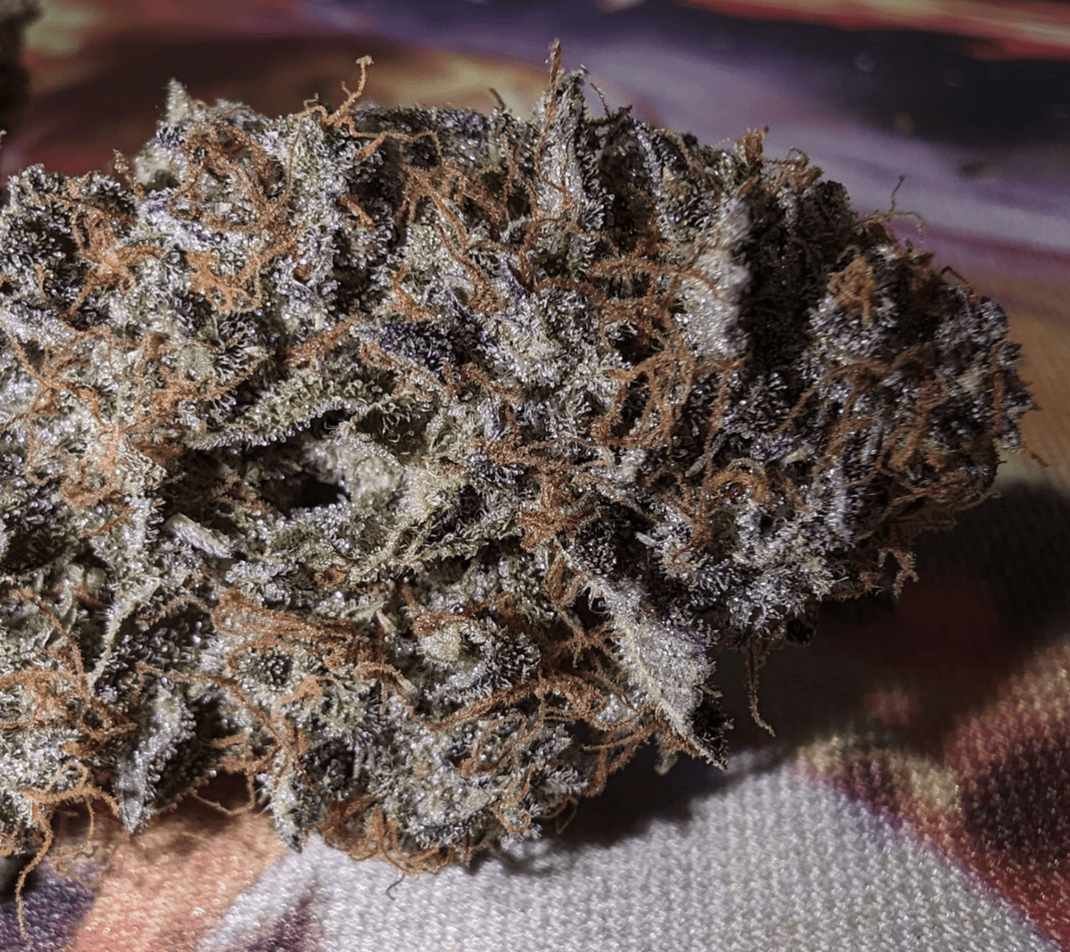 Night Owl Seeds-Sirius Blue