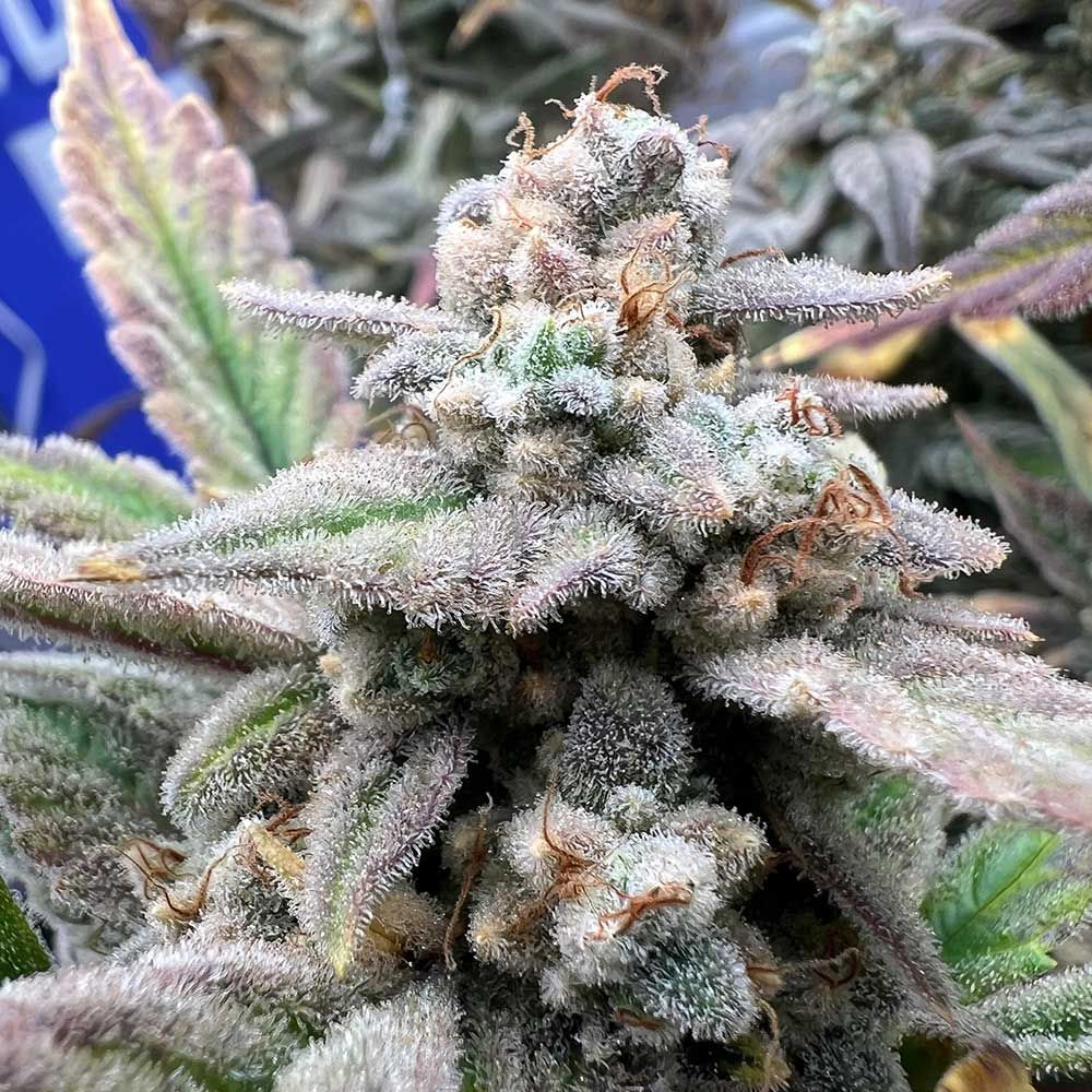 Night Owl Seeds-Strawberry Milk and Qookies Remix Auto